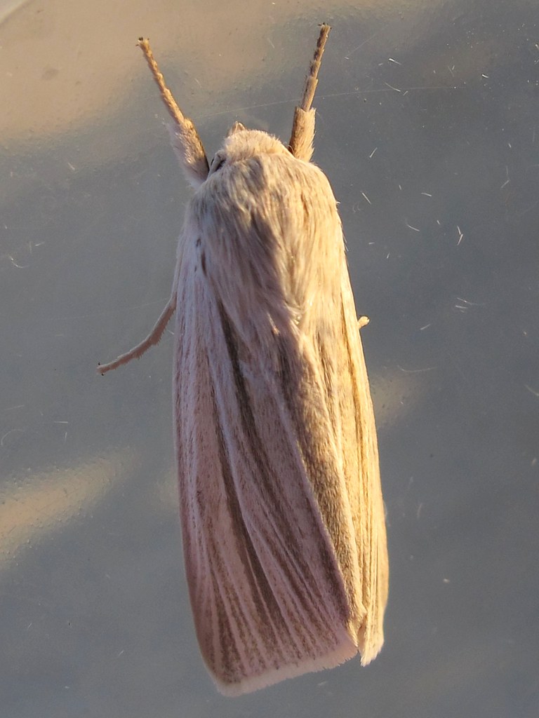 Cattail Caterpillar Moth - Types of Moths in Oregon