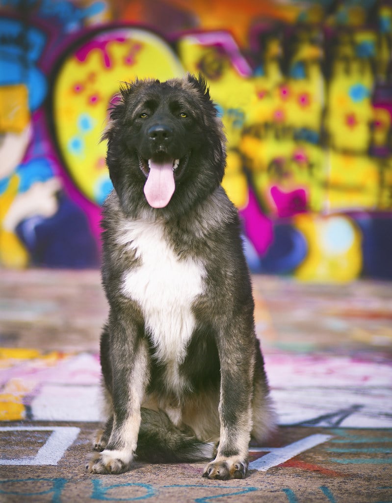 Caucasian Shepherd