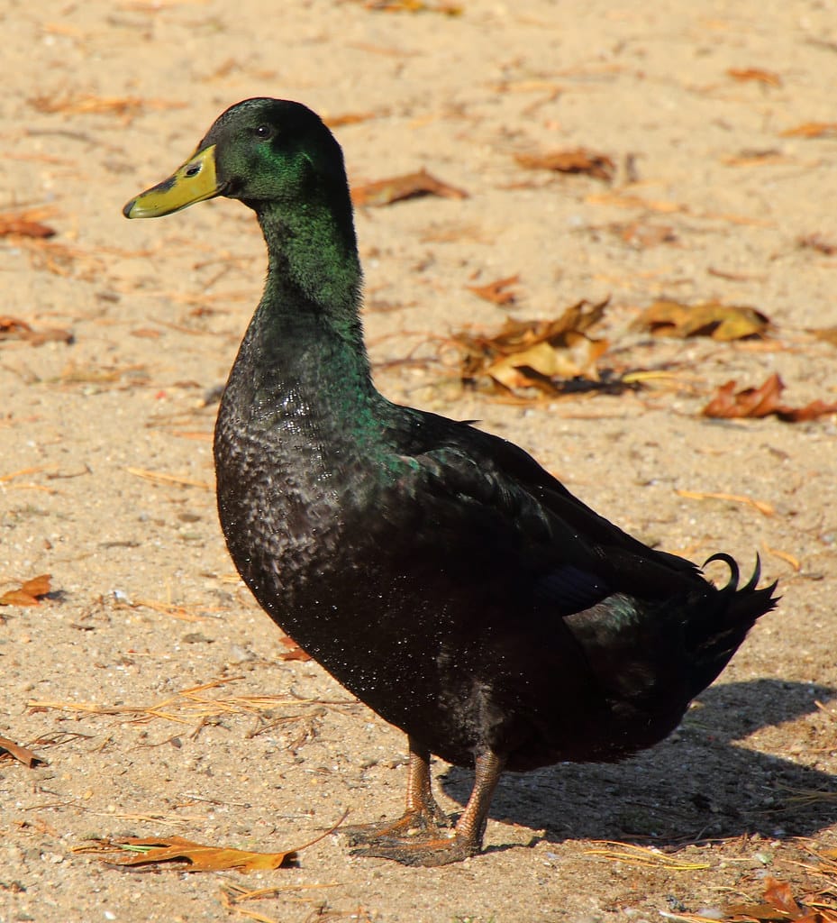 Cayuga Duck - Black duck breeds