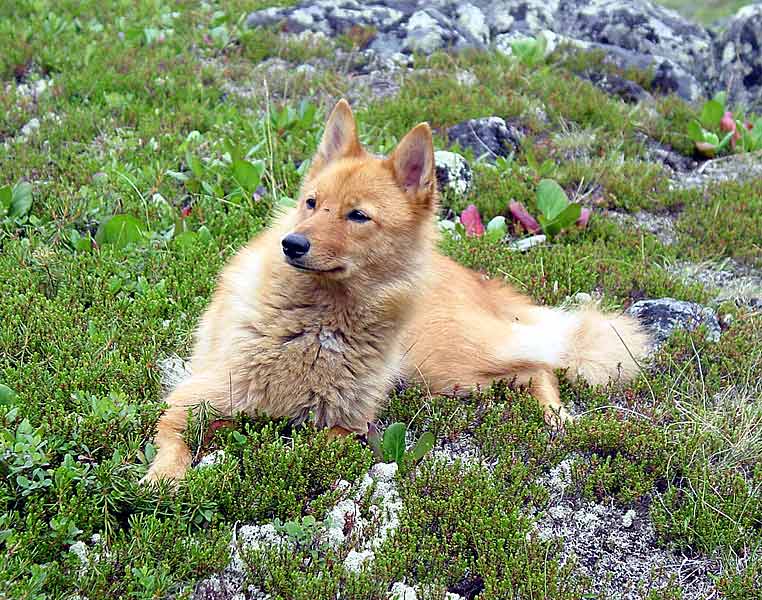 Karelo Finnish Laika