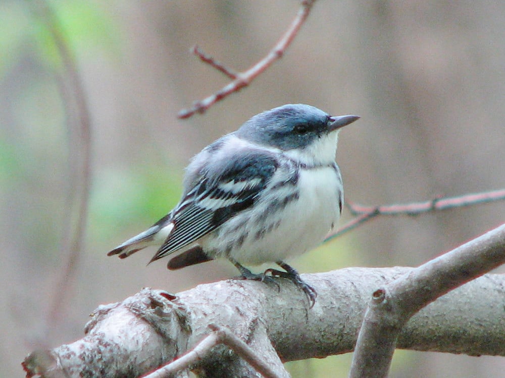 Cerulean Warbler