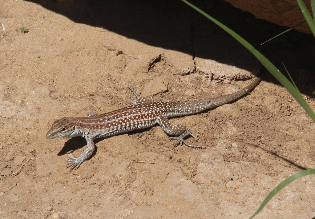 Chihuahuan Spotted Whiptail