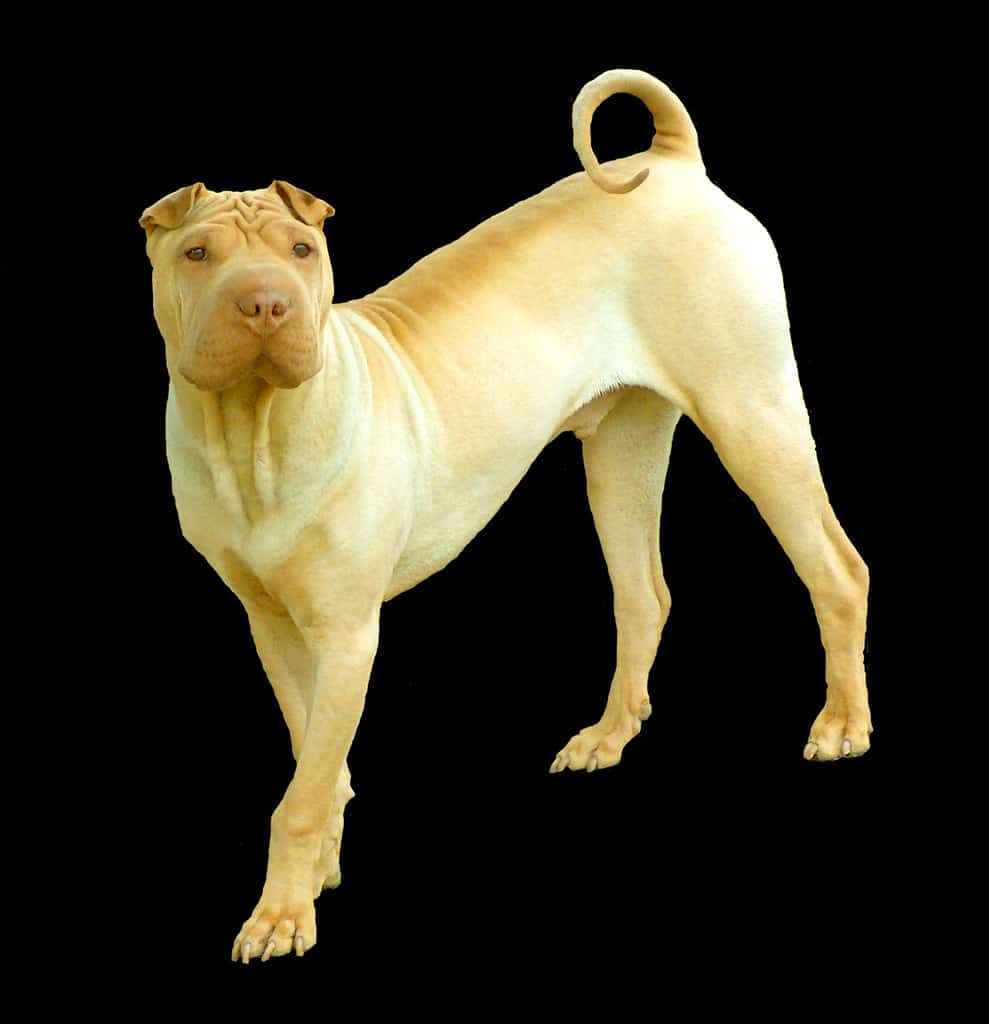 Chinese Shar-Pei