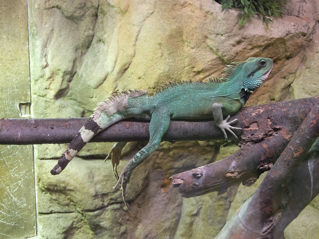 Chinese Water Dragons