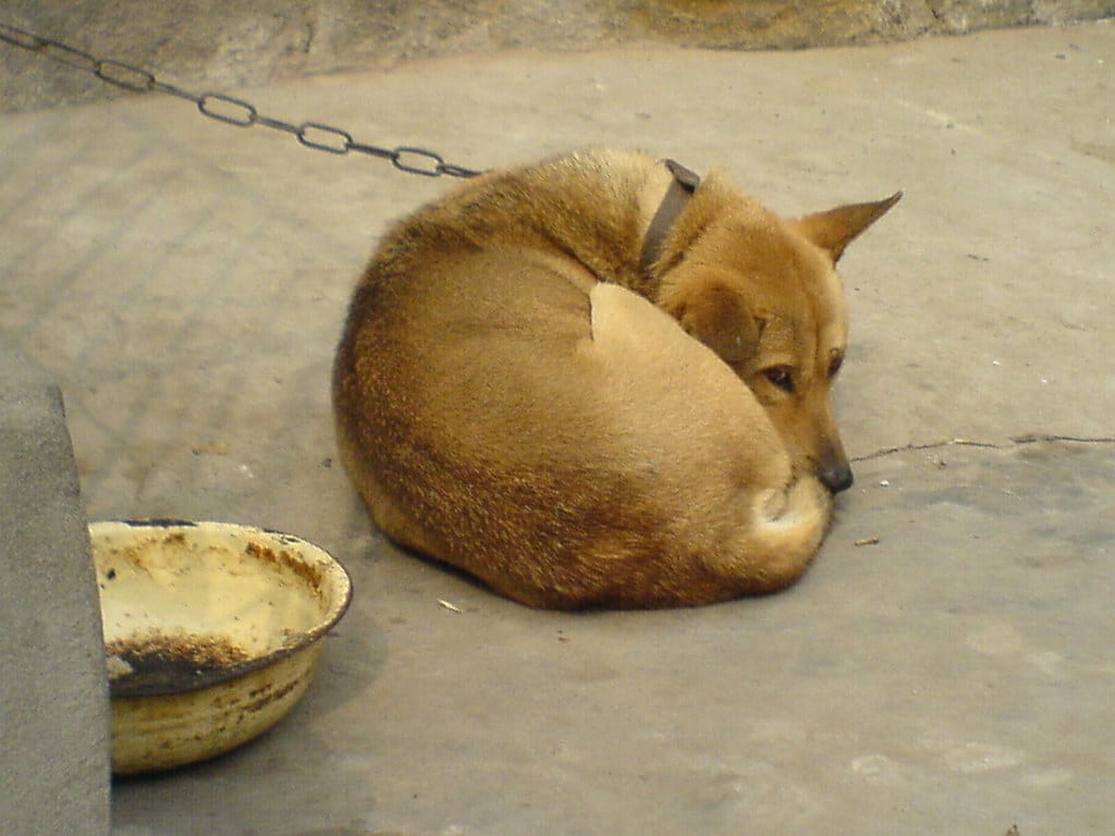 Chongqing Dog