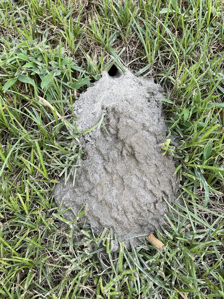 Cicada Killer Wasp Nest