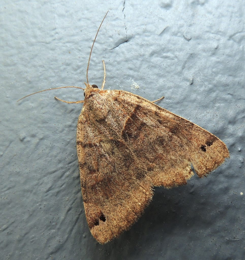 Clover Looper Moth