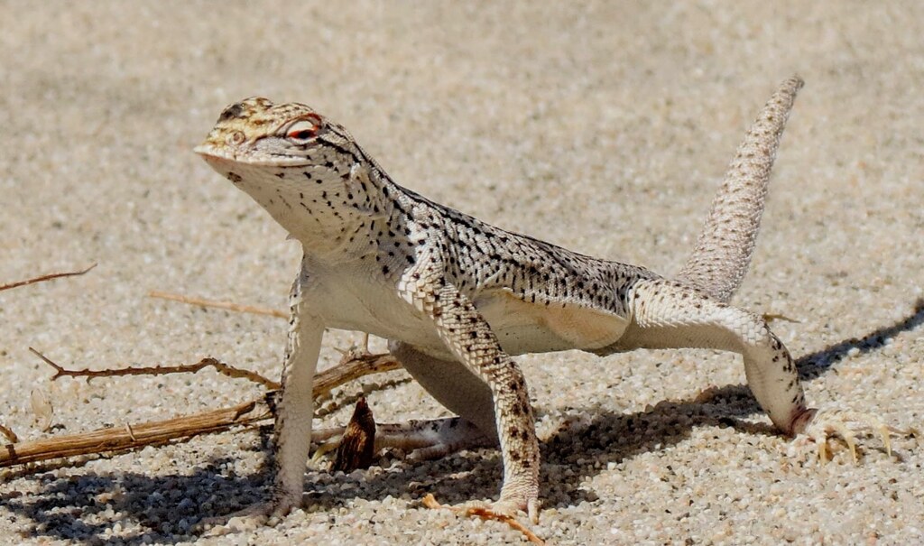 Coachella Valley Fringe-Toed Lizard - Types of Lizards in California