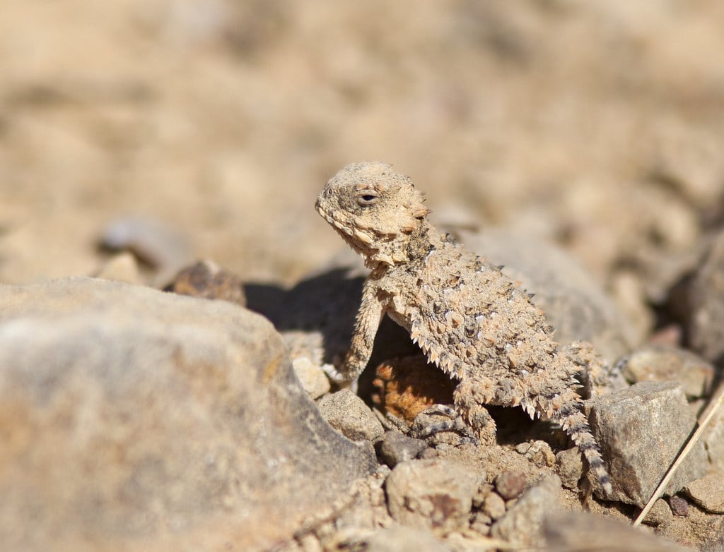 Coast Horned Lizard
