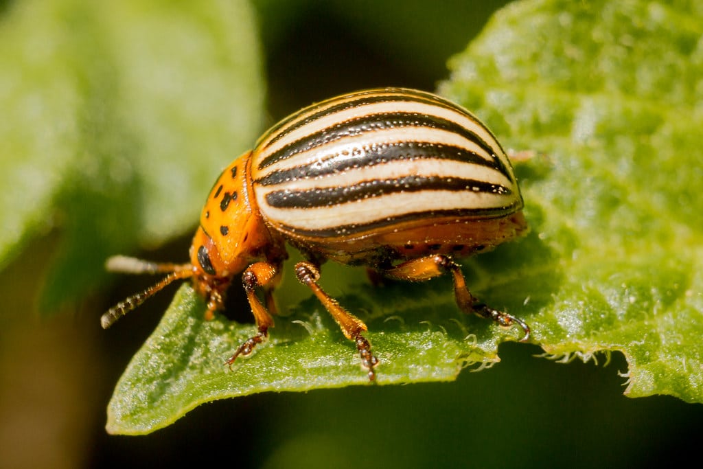 Colorado Potato Beetle