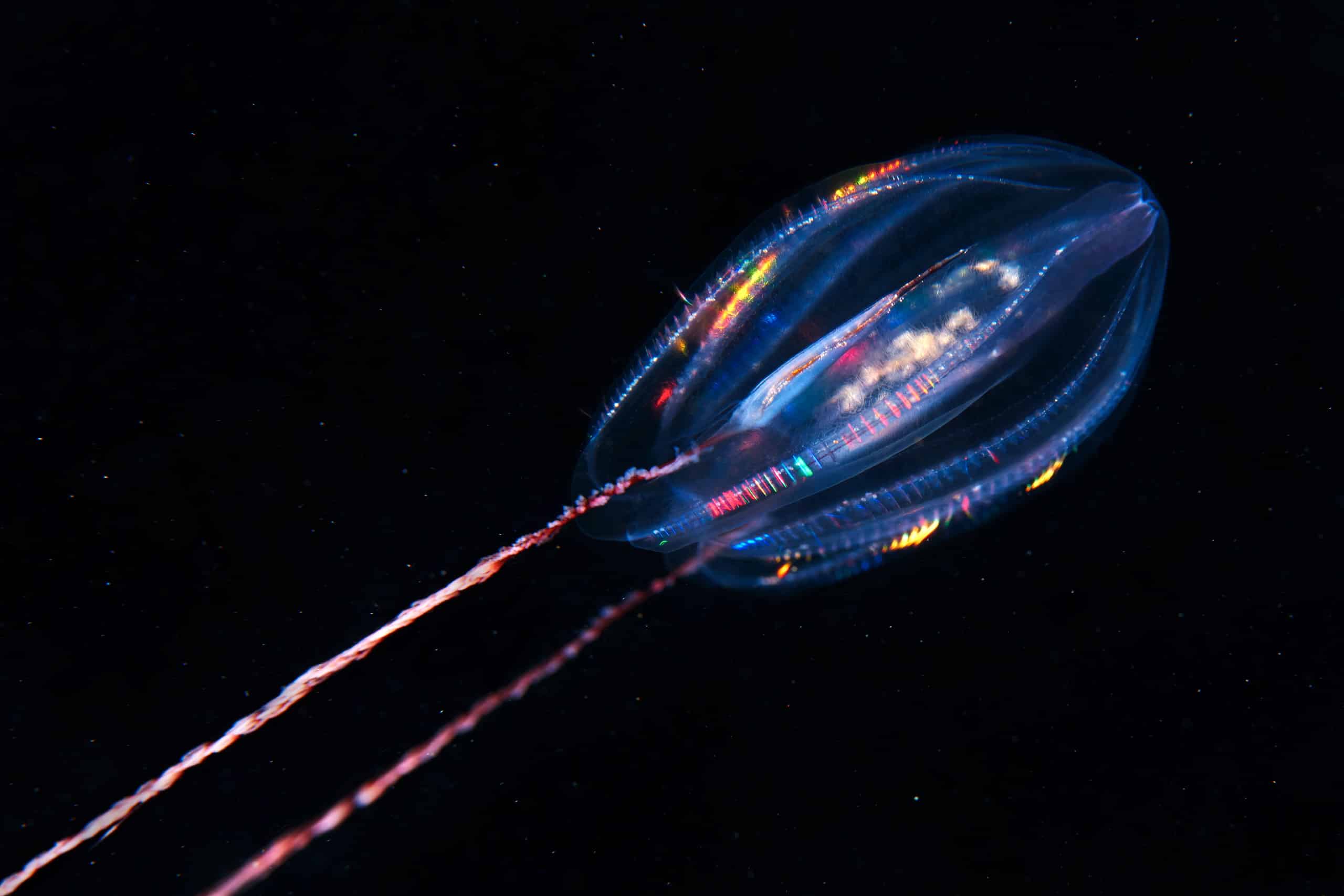 Comb Jellies