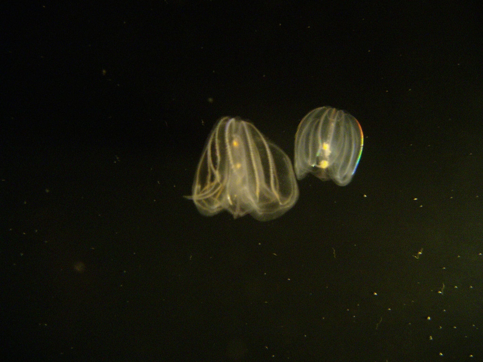 Comb Jelly - types of jellyfish in texas