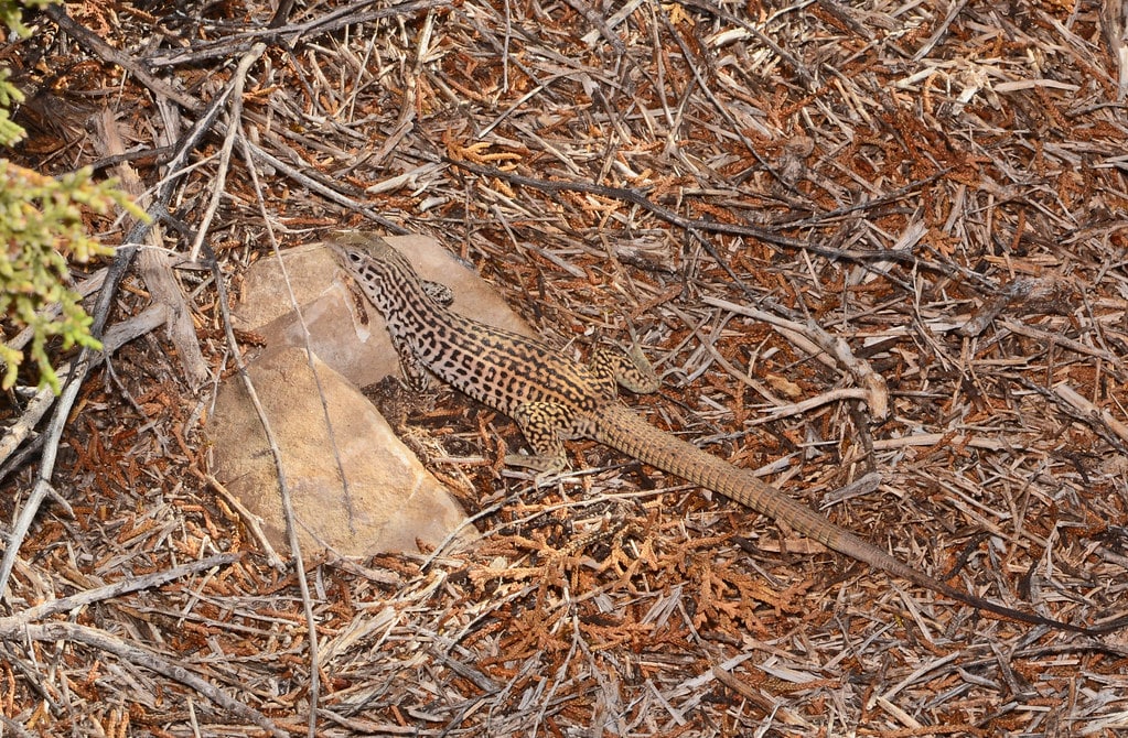 Common Checkered Whiptail