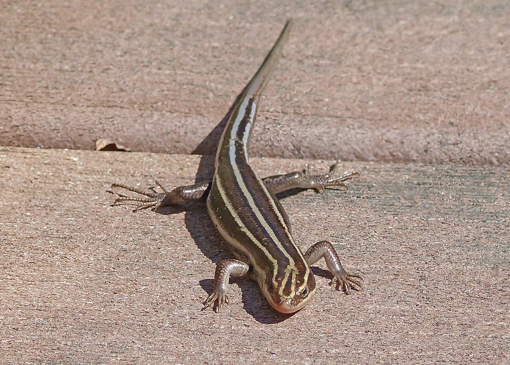 Common Five-Lined Skink