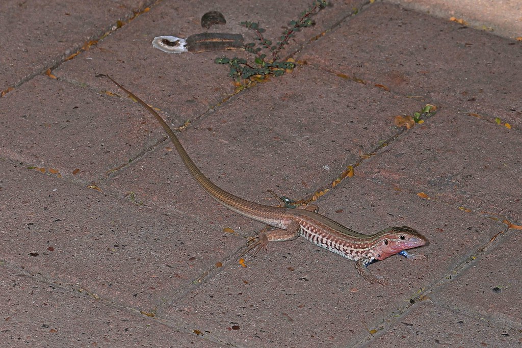 Common Spotted Whiptail
