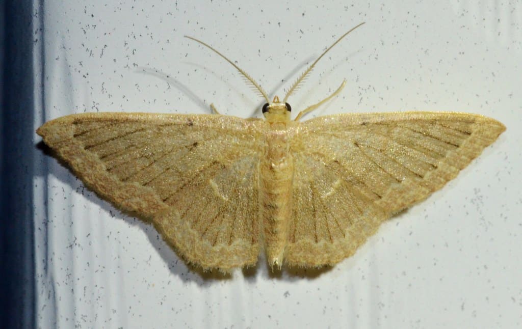 Common Tan Wave Moth