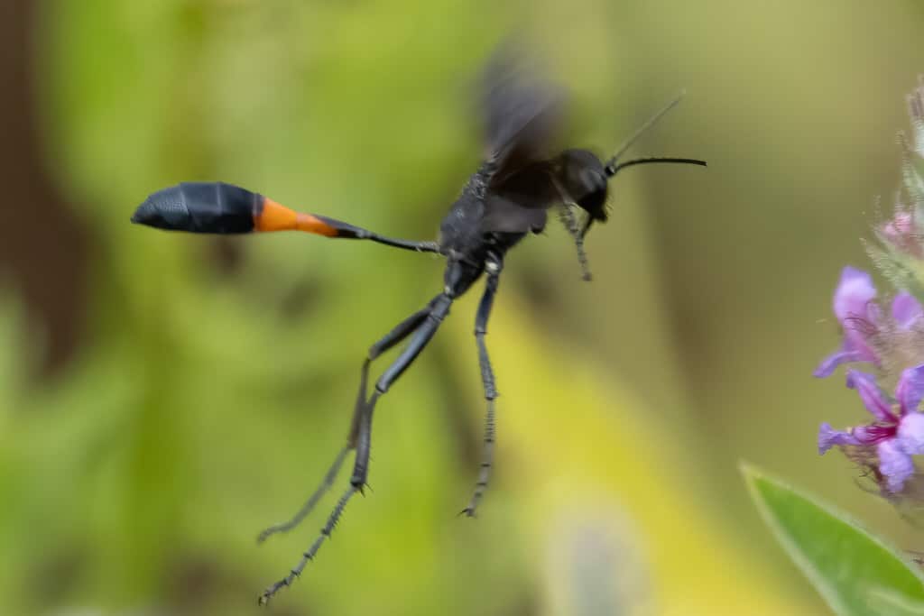 Common Thread-waisted Wasp - Types of Wasps in Texas