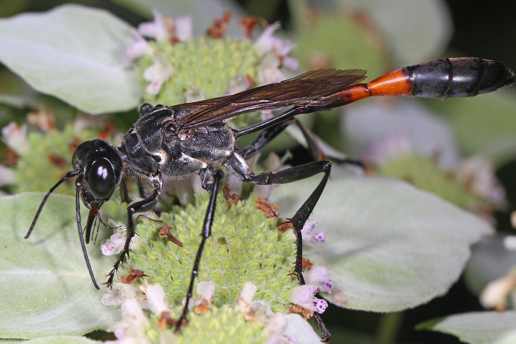 Common Thread-Waisted Wasp