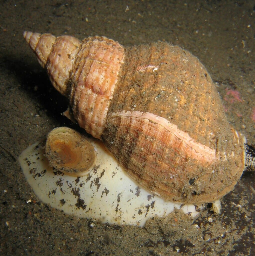 Common Whelk