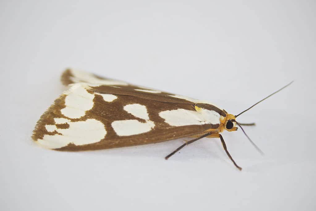 Confused Haploa Moth