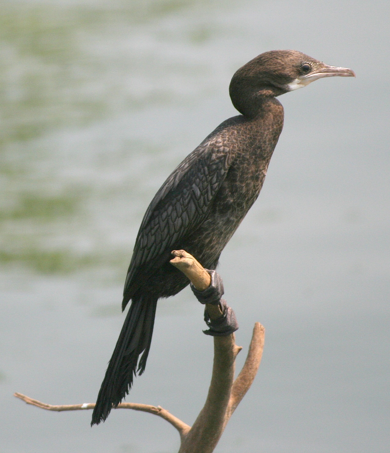 Cormorants