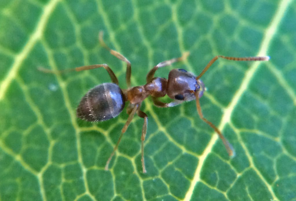 Cornfield Ant