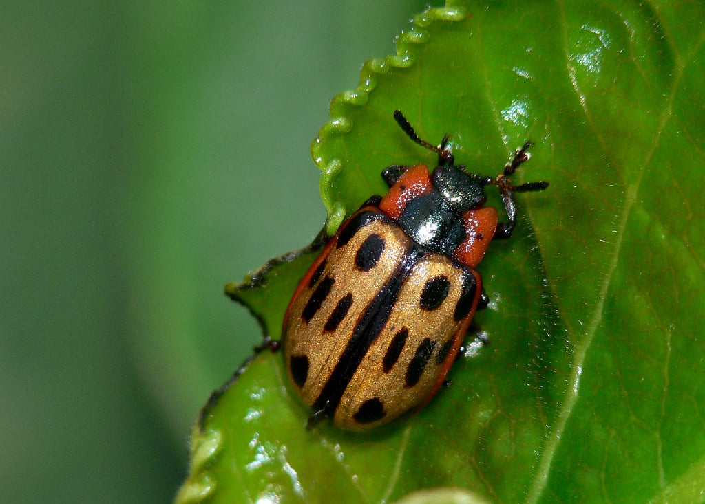 Cottonwood Leaf Beetle