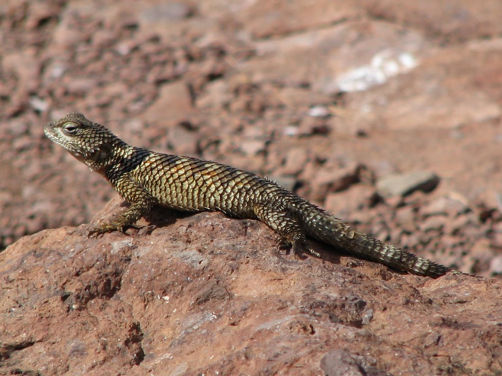 Crevice Spiny Lizard