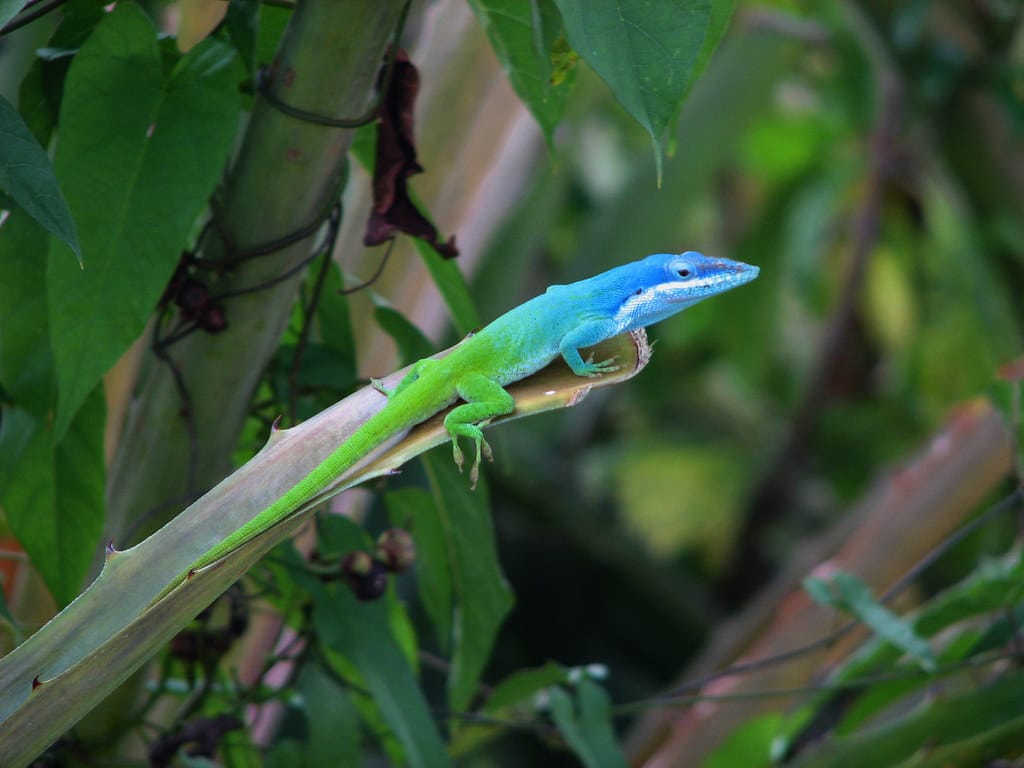 Cuban Knight Anole