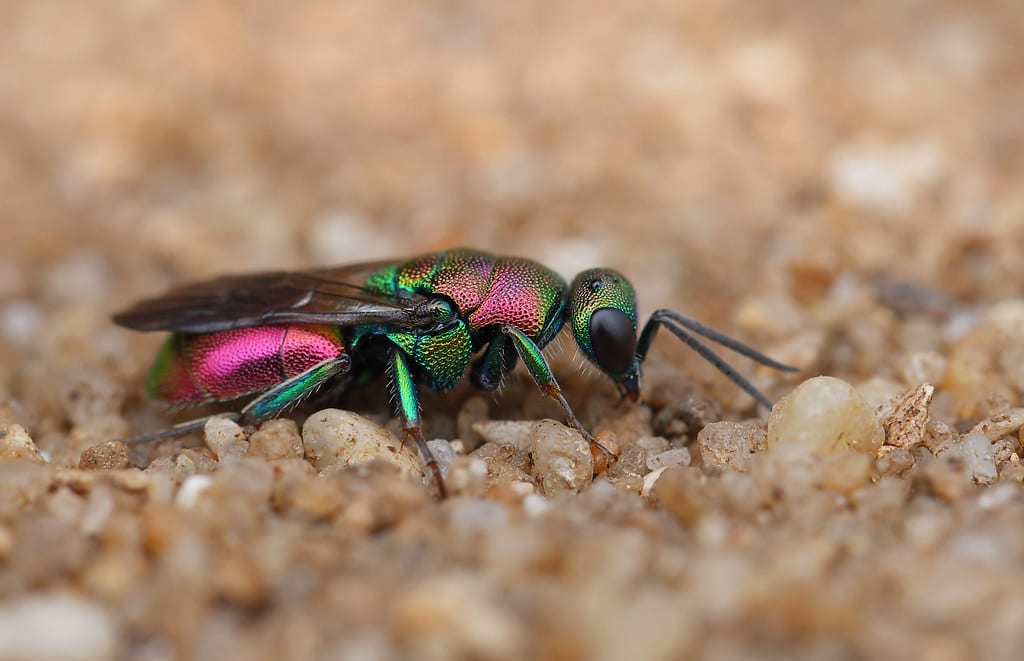 Cuckoo Wasp - Types of Wasps in Iowa