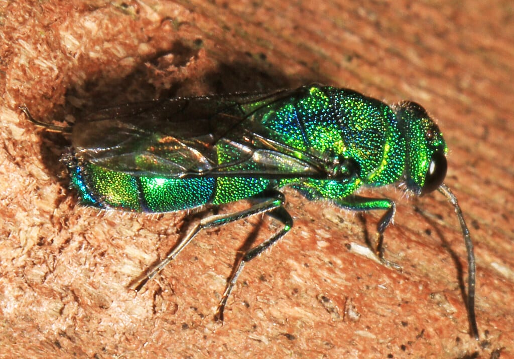Cuckoo Wasps