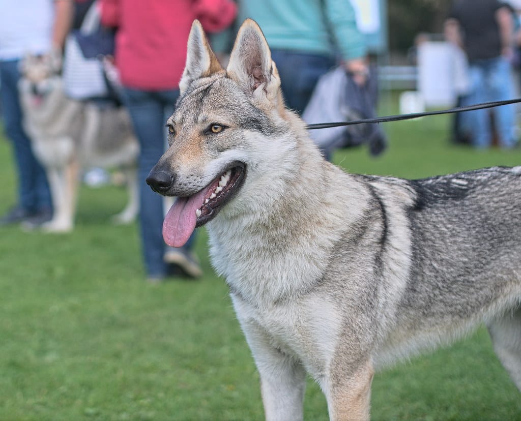 Czechoslovak Wolfdog