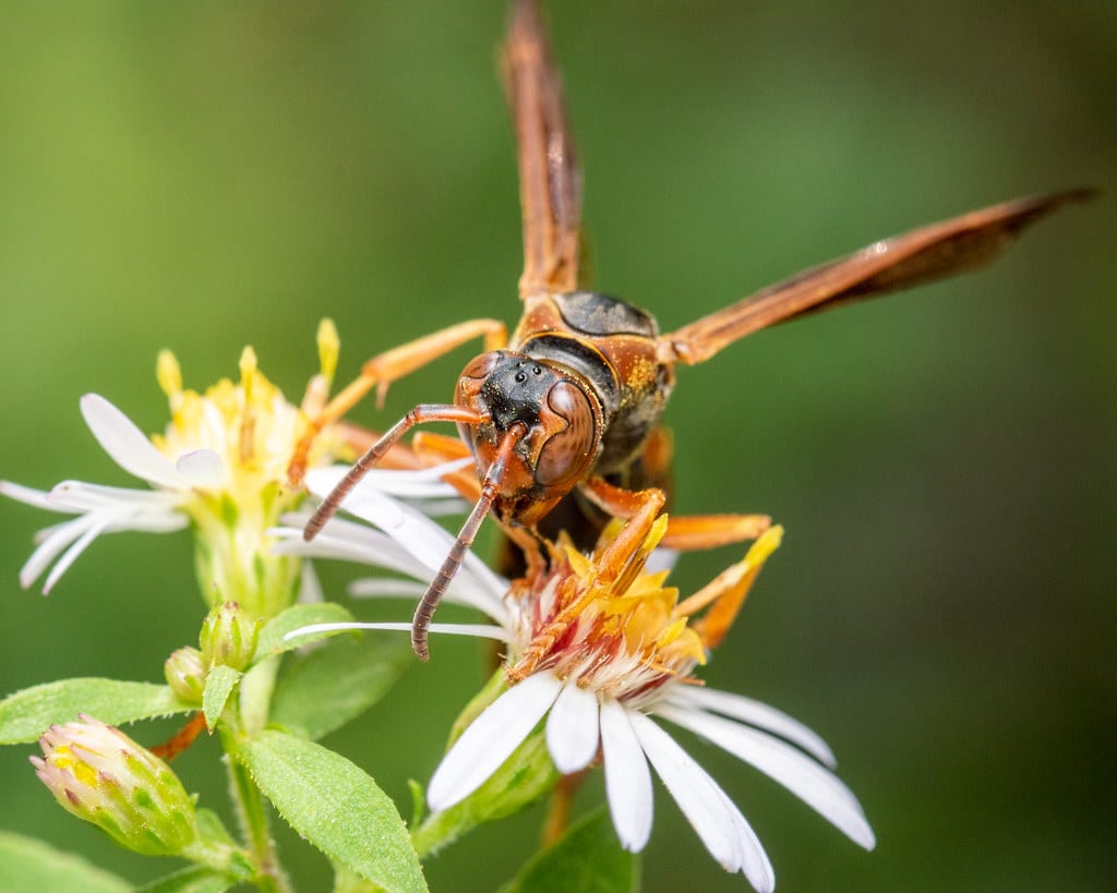 Dark Paper Wasp