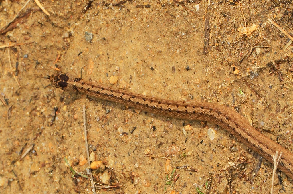 Dekay's Brown Snake - Types of Snakes in Canada