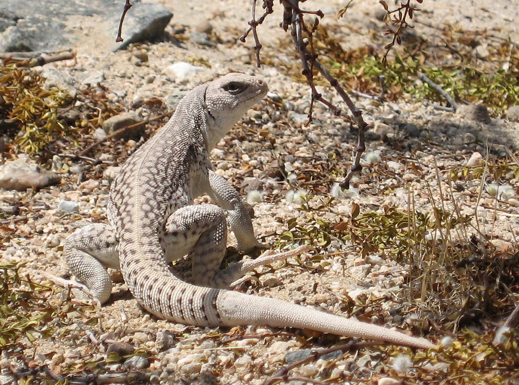 Desert Iguana - Types of Lizards in California