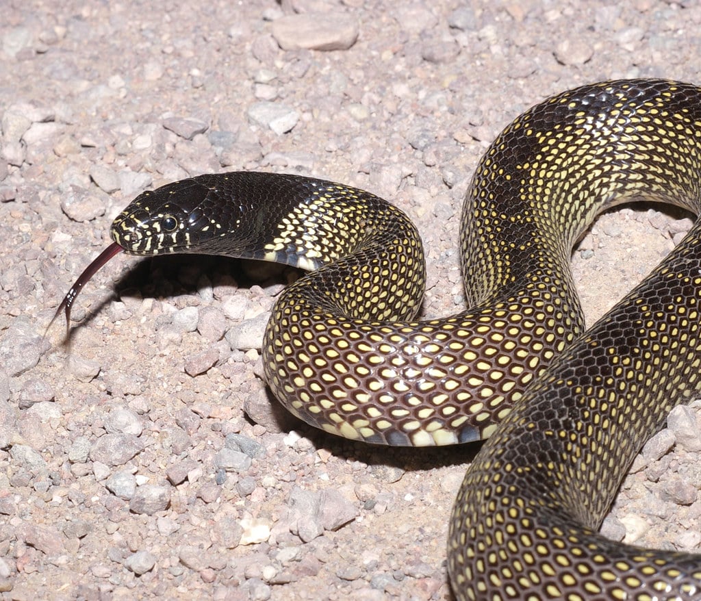 Desert Kingsnake