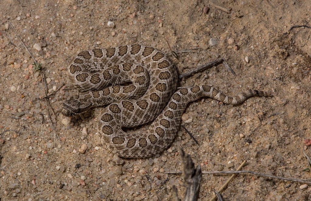 Desert Massasauga Rattlesnake - Types of Snakes in Texas