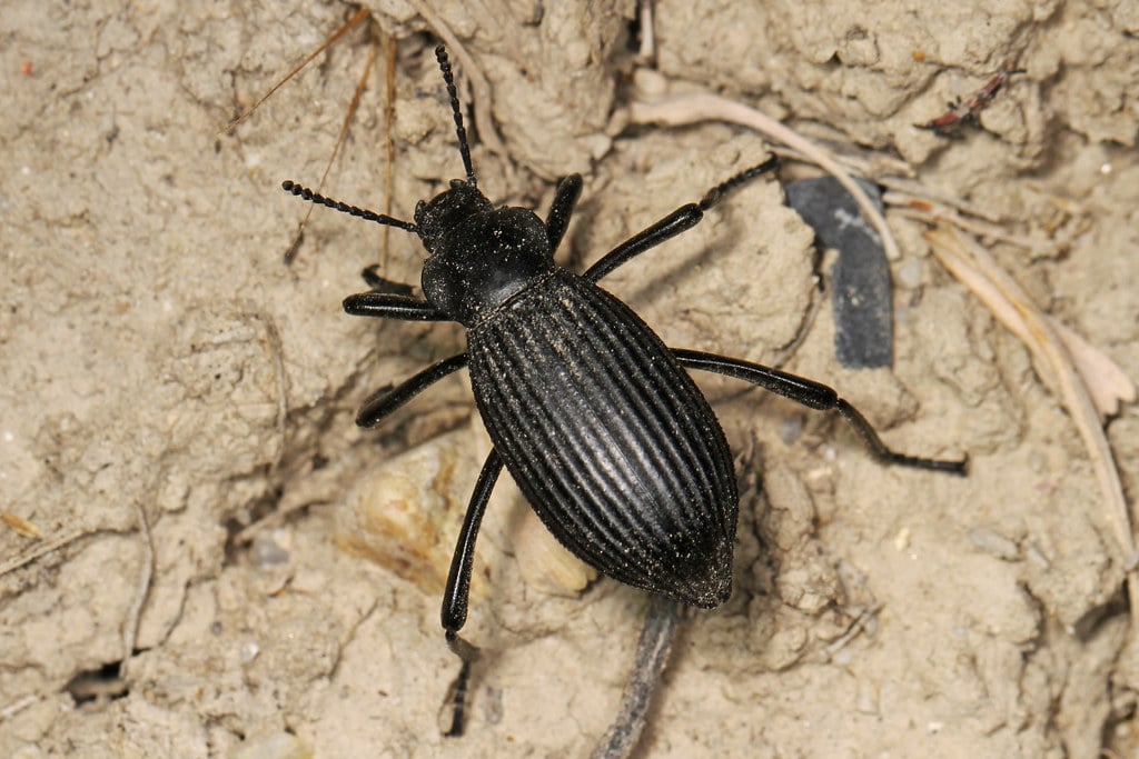 Desert Stink Beetle