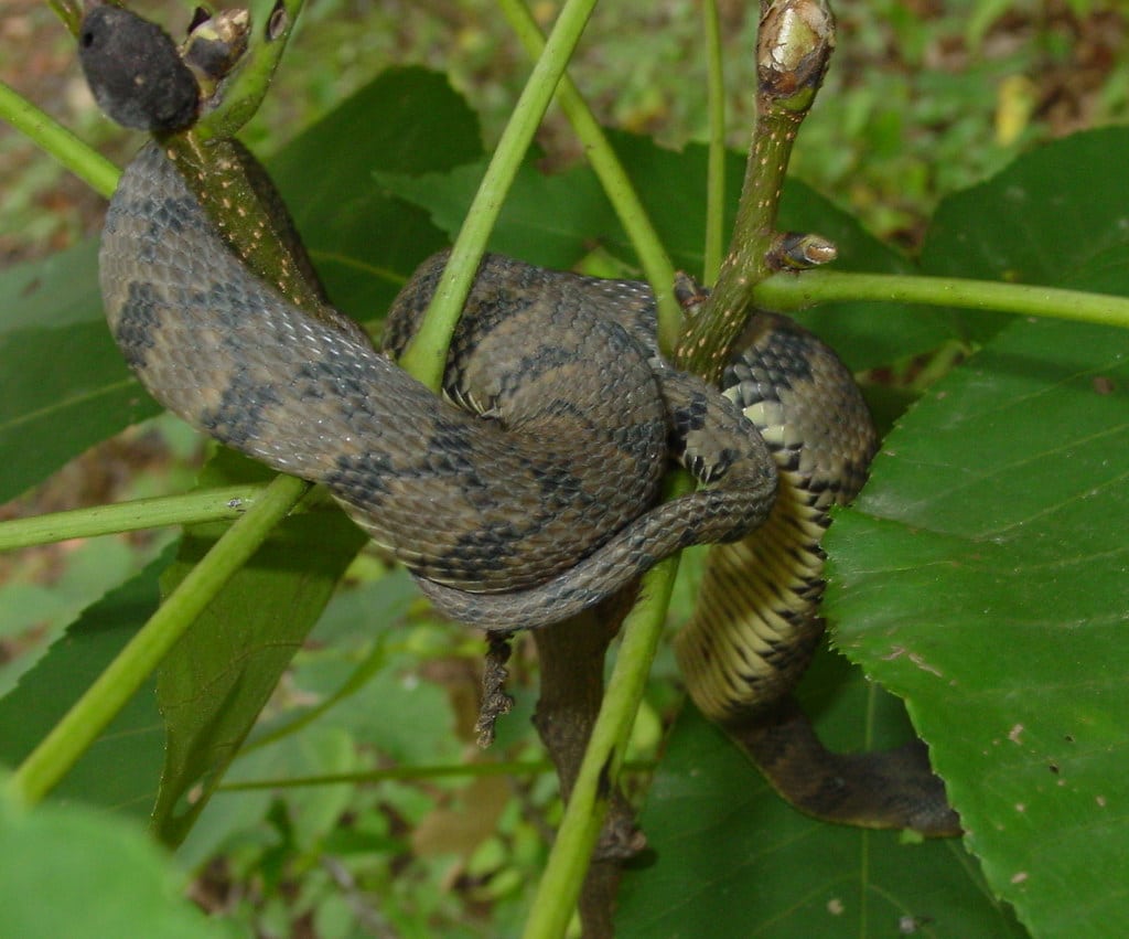 Diamond-Backed Water Snake