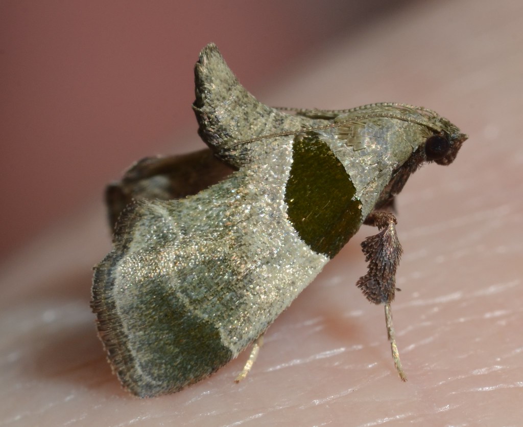 Dimorphic Tosale Moth