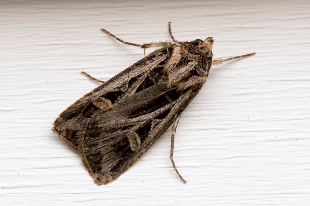 Dingy Cutworm Moth - Types of Moths in Oregon