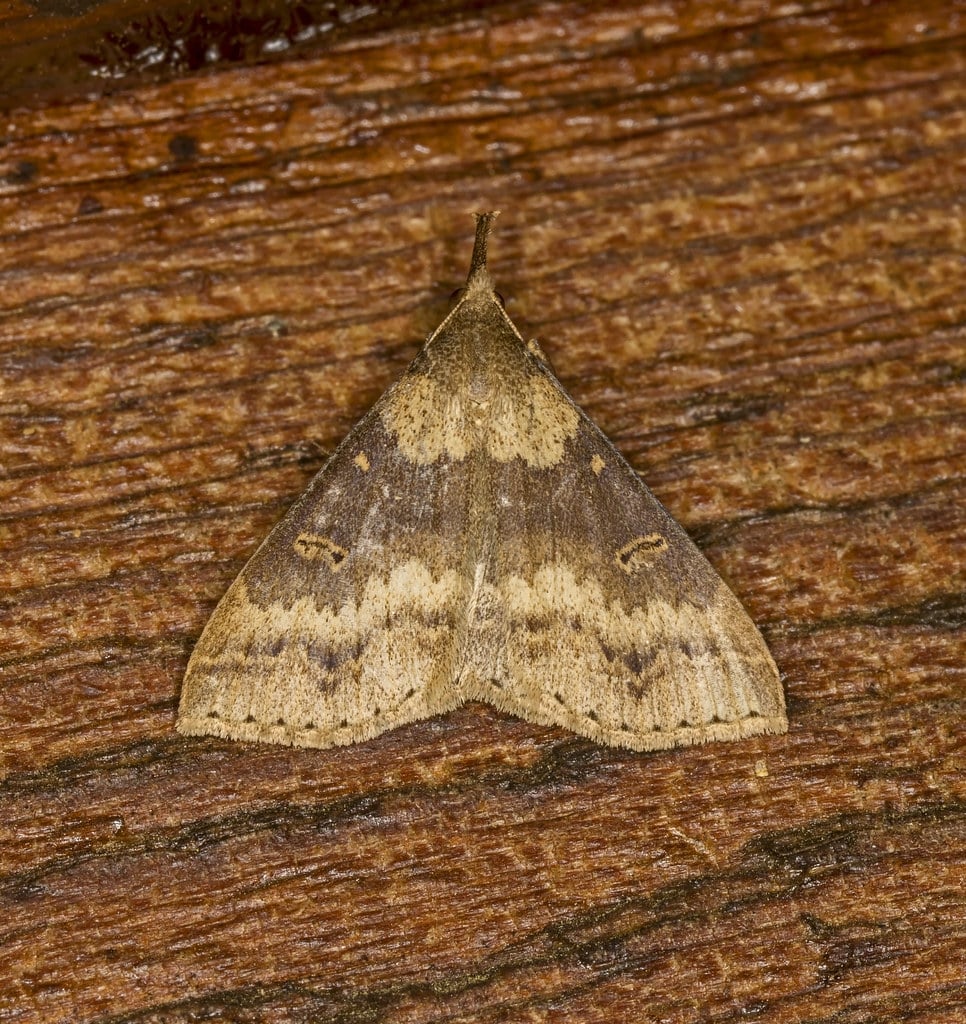 Discolored Renia Moth