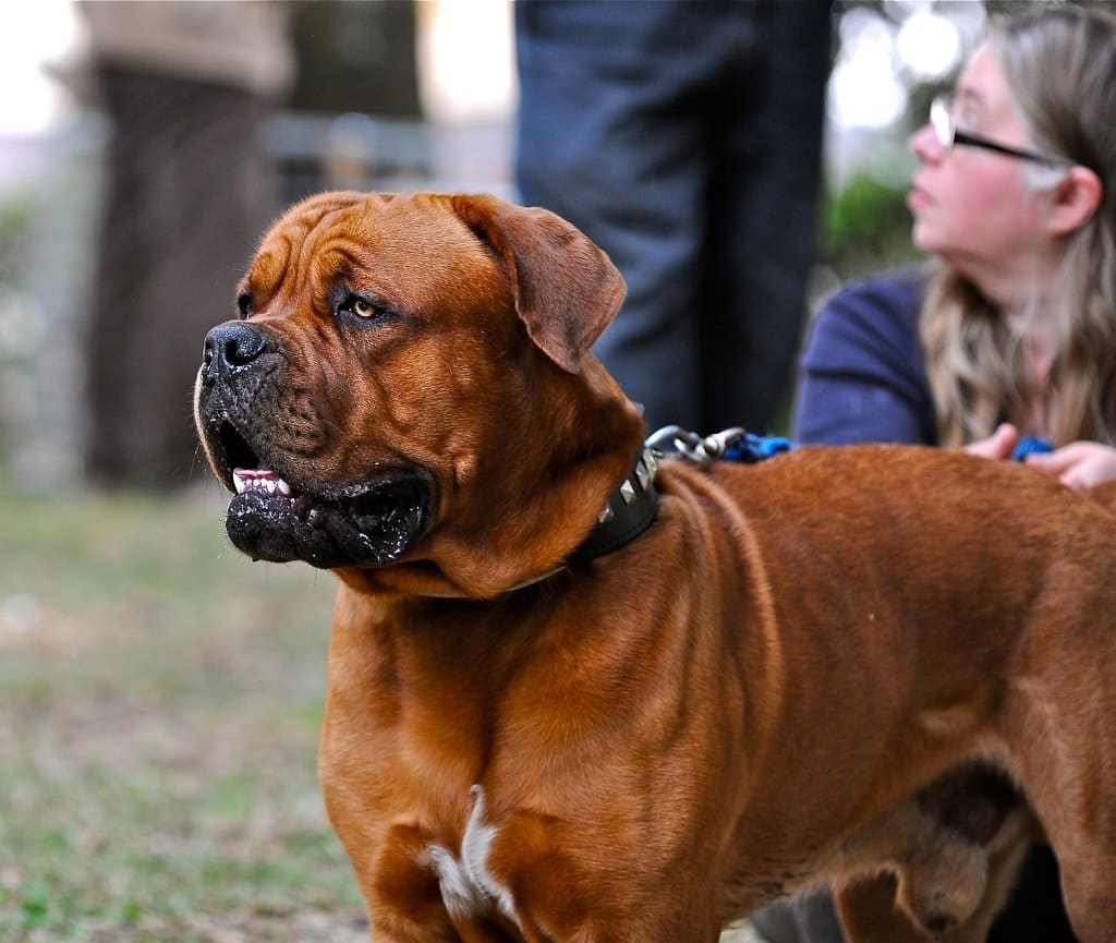 Dogue de Bordeaux - French Dog Breeds