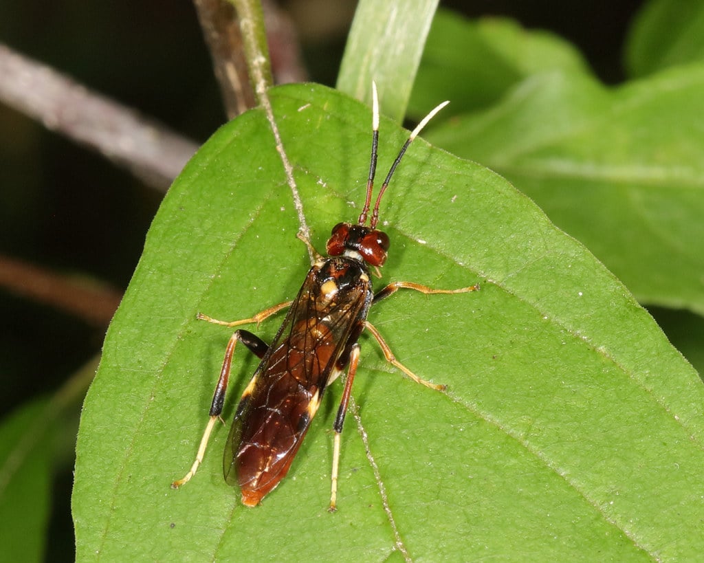 Dogwood Sawfly - Types of Flies in Wisconsin