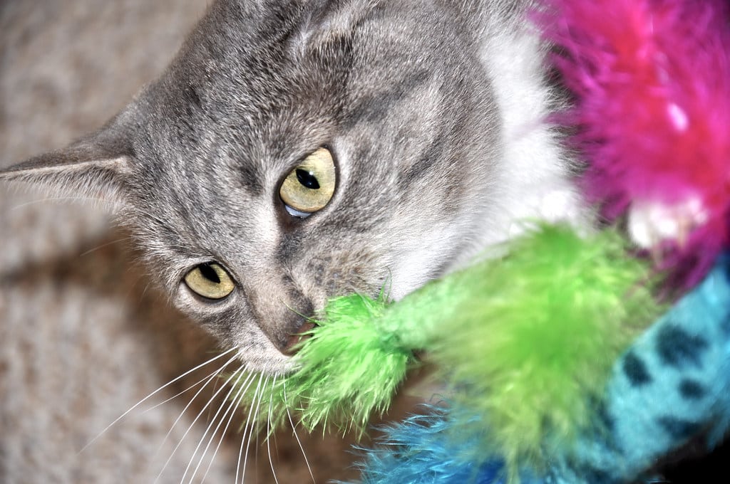 Domestic Short-haired Cat