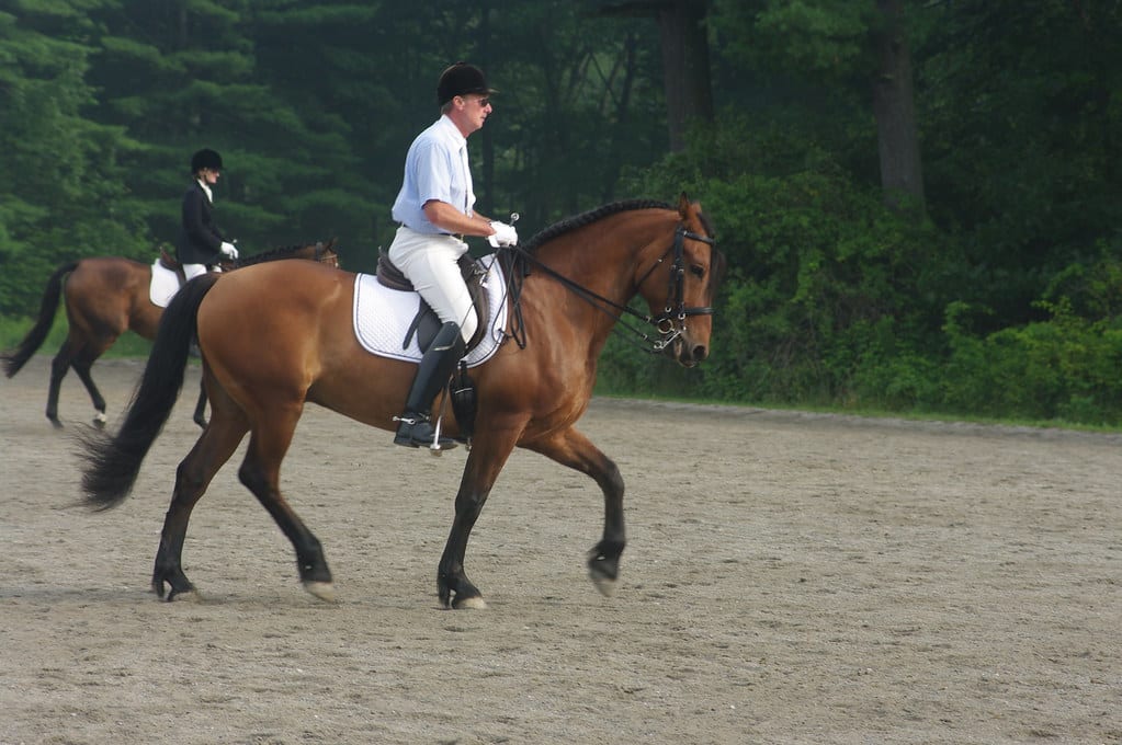 Dressage