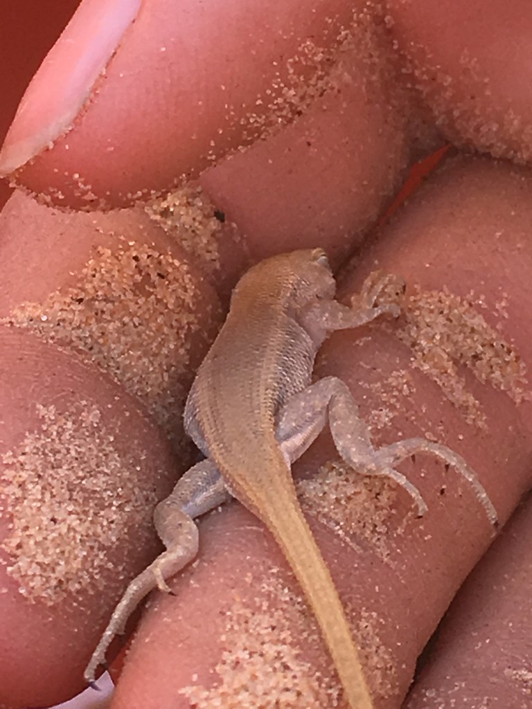 Dunes Sagebrush Lizard