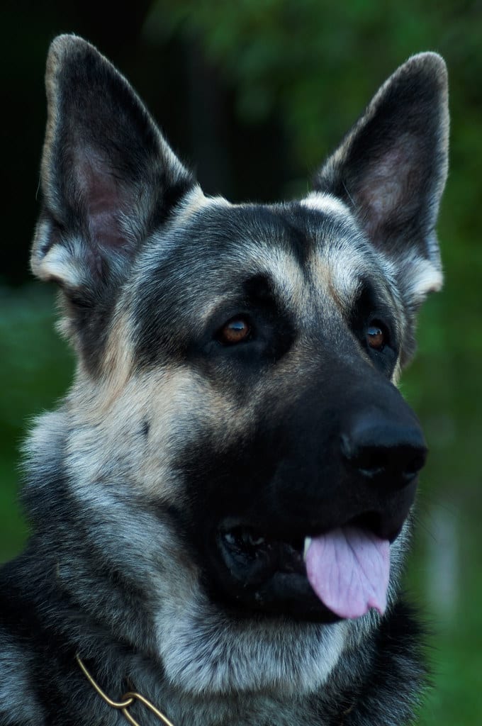 East European Shepherd