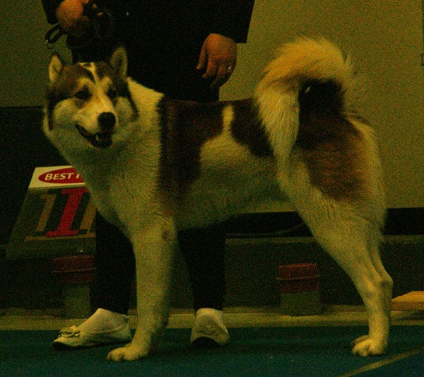 East Siberian Laika