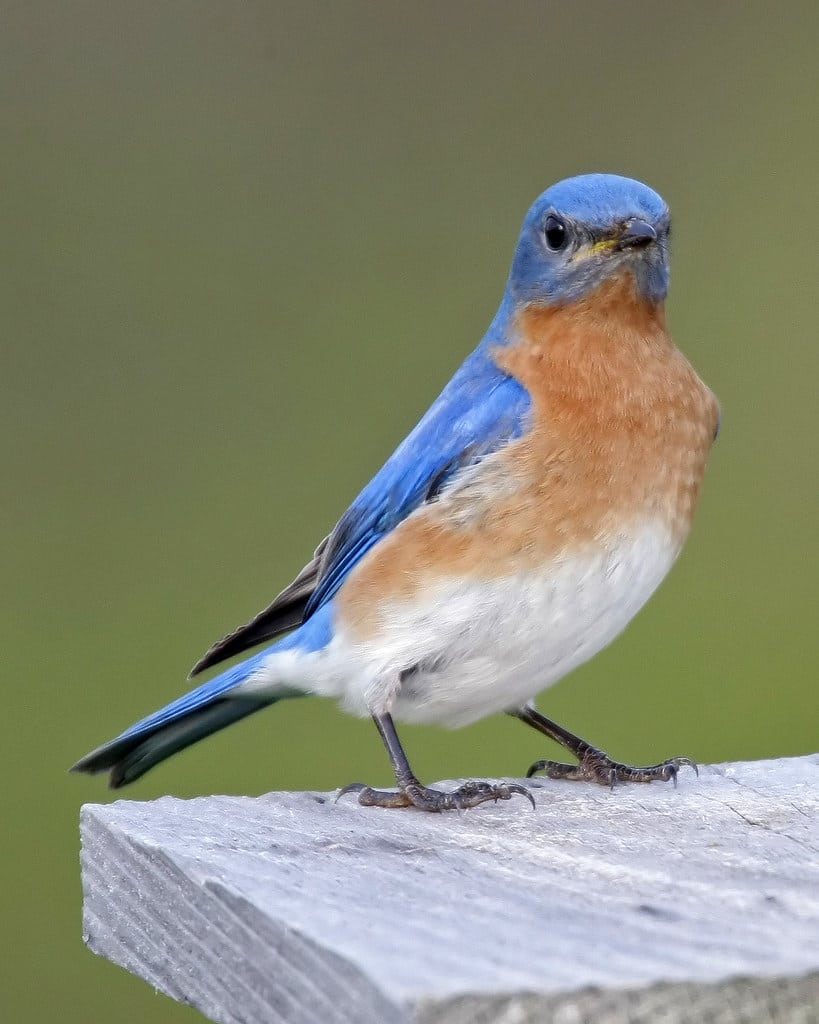 Eastern Bluebird